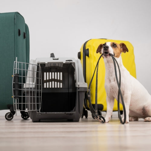 Pet Relocation